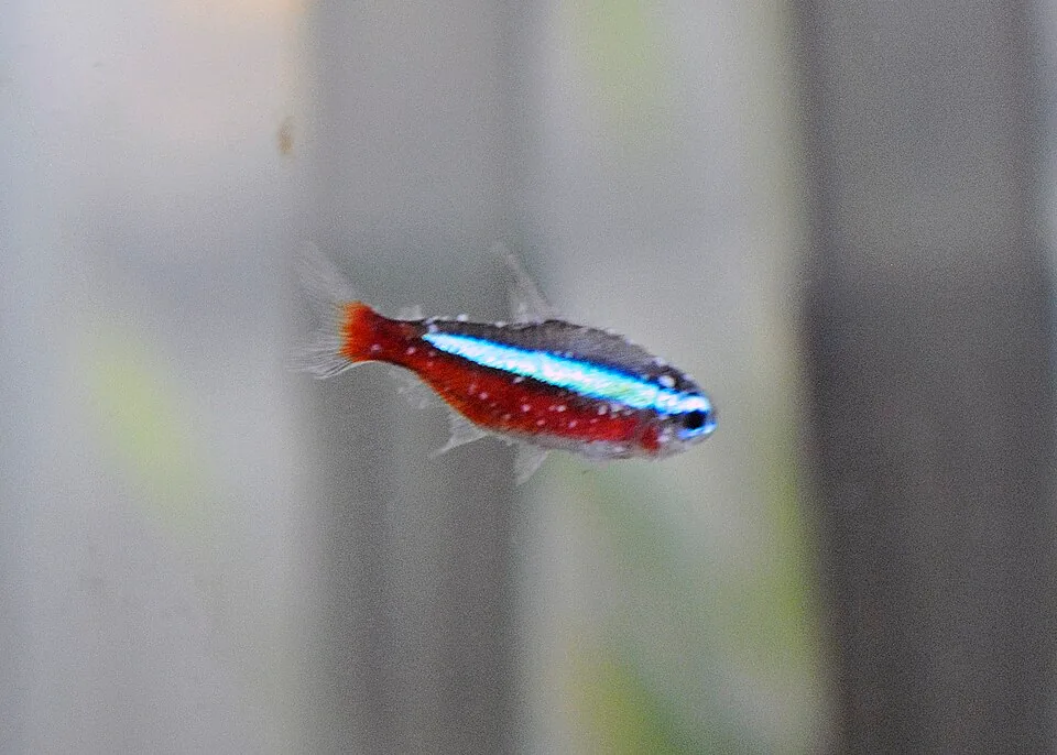 A cardinal tetra with visible white spots on its body and fins
