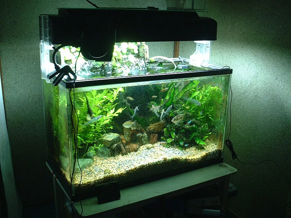 A complete freshwater aquarium with lighting and filtration visible