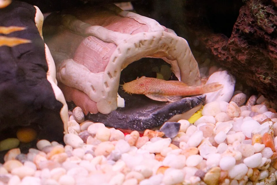An albino bristlenose pleco at the entrance to a breeding cave
