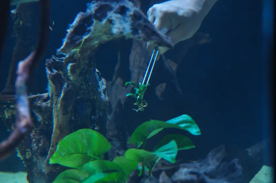 An aquascaper places a small Anubias plant with long tweezers
