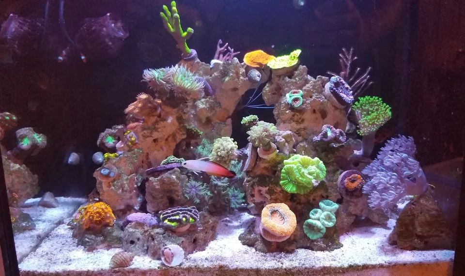A home reef aquarium with coral colonies, rockwork and fish