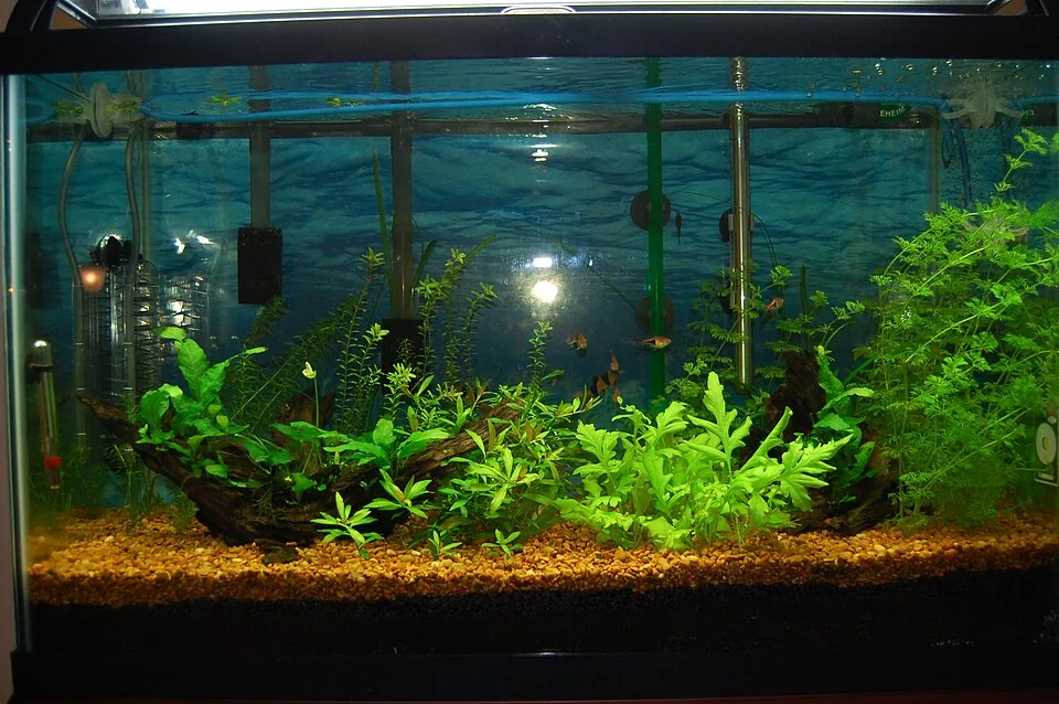 A planted freshwater aquarium with fish and mounted equipment