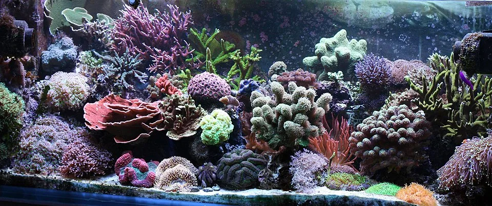 A home marine aquarium with live rock and colorful coral colonies